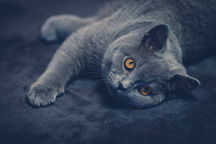 short-haired gray cat, cat, look, British Shorthair, HD wallpaper