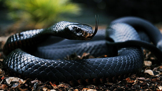 mamba, negra, rettile, serpiente, Sfondo HD HD wallpaper