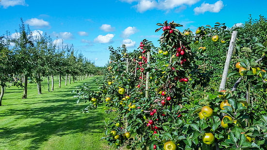 Apfel, Äpfel, Wolken, Bauernhof, Lebensmittel, Garten, Gras, Grün, wachsen, Obstgarten, Himmel, Bäume, HD-Hintergrundbild HD wallpaper