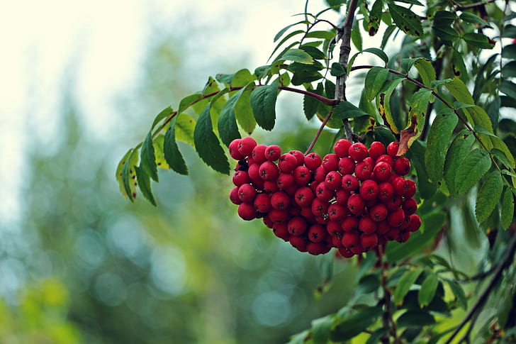 berries, berry, bokeh, branches, fruit, leaves, macro, red, rowan, tree, HD wallpaper
