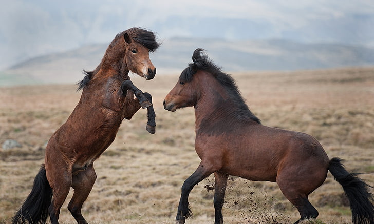 zwei schwarzbraune Pferde, die Steppe, das Wild, Pferde, Pferd, Kampf, Paar, HD-Hintergrundbild