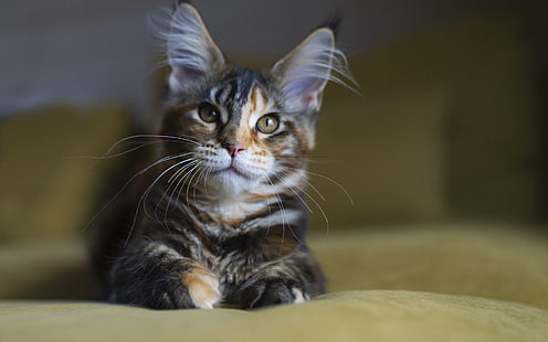 kucing, binatang, Maine Coon, Wallpaper HD HD wallpaper