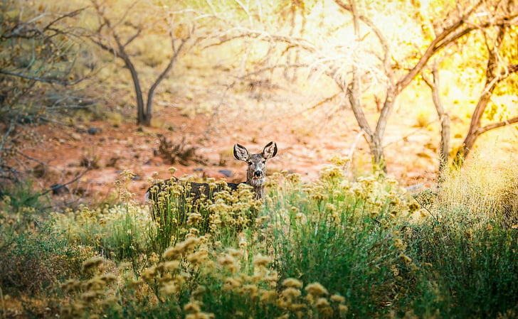 Animal, Deer, Depth Of Field, Stare, Wildlife, HD wallpaper