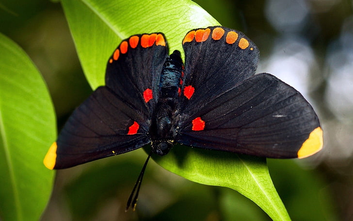black, red, and orange butterfly, butterfly, leaf, mustache, spots, HD wallpaper