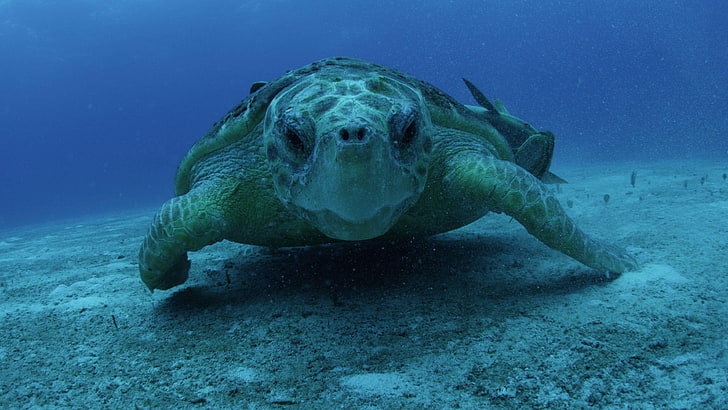 костенурка, под вода, морска костенурка, морска биология, организъм, костенурка, влечуго, HD тапет