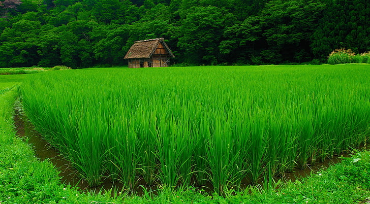 Сиракава-го, зеленое рисовое поле, Азия, Япония, Сиракава, путешествия, деревня, зеленый, природа, пейзаж, HD обои