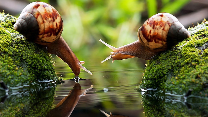 brown snail, two brown snails on algae-covered stones, snail, drink, water, macro, blurred, photography, algae, couple, HD wallpaper