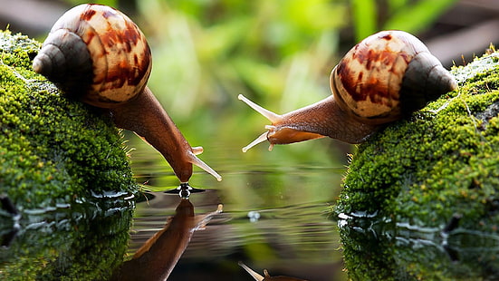 brown snail, two brown snails on algae-covered stones, snail, drink, water, macro, blurred, photography, algae, couple, HD wallpaper HD wallpaper
