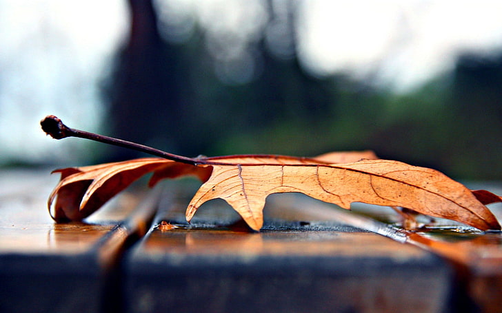 orange Ahornblatt, Blatt, Herbst, trocken, Ahorn, HD-Hintergrundbild