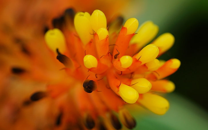 flores peladas amarillas y anaranjadas, flor, forma, superficie, Fondo de pantalla HD