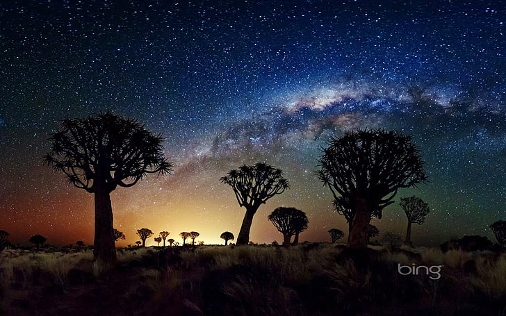 Африканские луга ночное небо-май 2013 Bing wallpap .., силуэт деревьев, HD обои