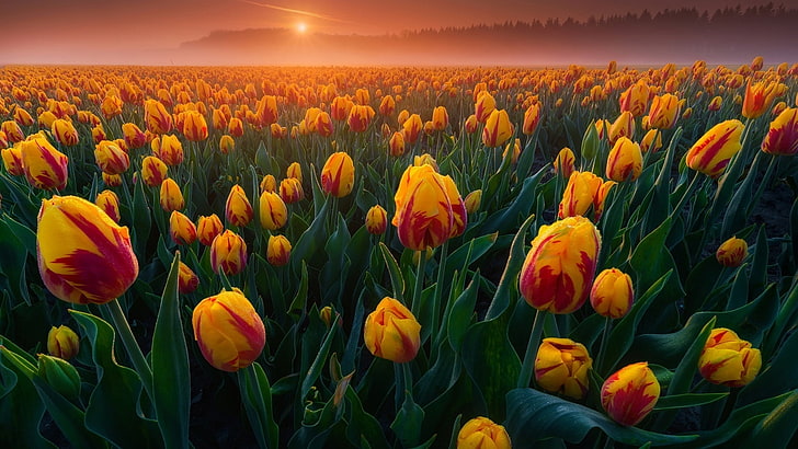 campo di tulipani, campo di fiori, fattoria di tulipani, tulipani, tulipano, fiore, pianta, keukenhof, olandese, lisse, paesi bassi, primavera, alba, mattina, luce del sole, europa, Sfondo HD