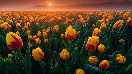 campo di tulipani, campo di fiori, fattoria di tulipani, tulipani, tulipano, fiore, pianta, keukenhof, olandese, lisse, paesi bassi, primavera, alba, mattina, luce del sole, europa, Sfondo HD HD wallpaper