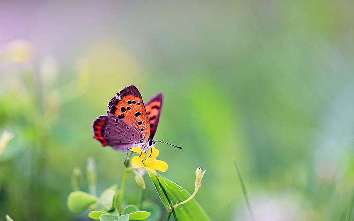kupu-kupu, serangga, bunga, binatang, Wallpaper HD