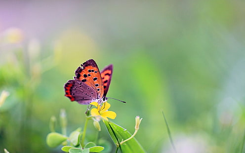 бабочка, насекомое, цветы, животные, HD обои HD wallpaper