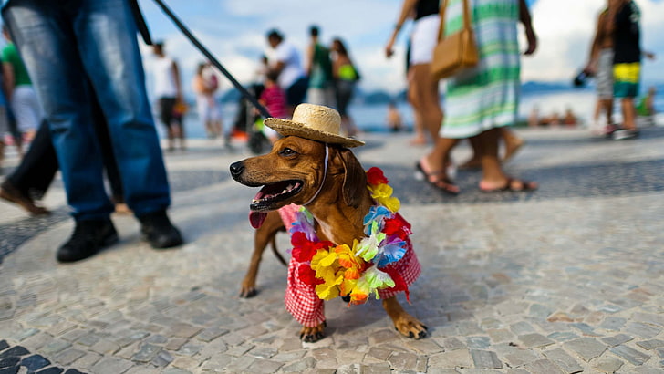 Playa, sombrero, Dachshund, carnaval, Brasil, Río de Janeiro, Copacabana, Fondo de pantalla HD