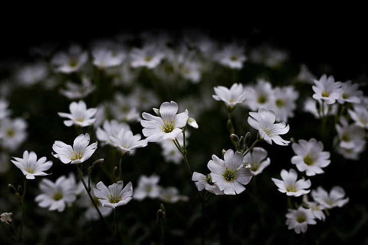 Artificial, Dark, flowers, Lights, macro, nature, photography, White Flowers, HD wallpaper