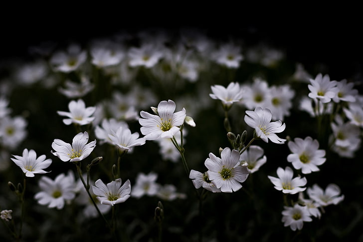photography, nature, macro, flowers, white flowers, dark, artificial, lights, HD wallpaper