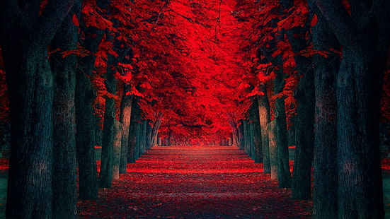 Fila de árboles rojos, fotografía del árbol de arce, naturaleza, 1920x1080, árbol, otoño, otoño, Fondo de pantalla HD HD wallpaper