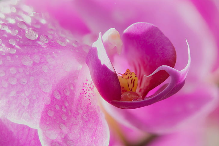 การถ่ายภาพมาโครของดอกไม้กลีบดอกไม้สีชมพูหัวใจถ่ายมาโครการถ่ายภาพสีชมพูกลีบดอกไม้ดอกไม้ดอกไม้กล้วยไม้กล้วยไม้น้ำน้ำค้างหยดสวนพฤกษศาสตร์เดนเวอร์โคโลราโดโคลสอัพ Zerene Stacker ฟาแลนนอปซิส สีชมพู, ธรรมชาติ, ดอกไม้, โรงงาน, ระยะใกล้, หัวดอกไม้, ความงามในธรรมชาติ, ดอกไม้ดอกเดียว, วอลล์เปเปอร์ HD