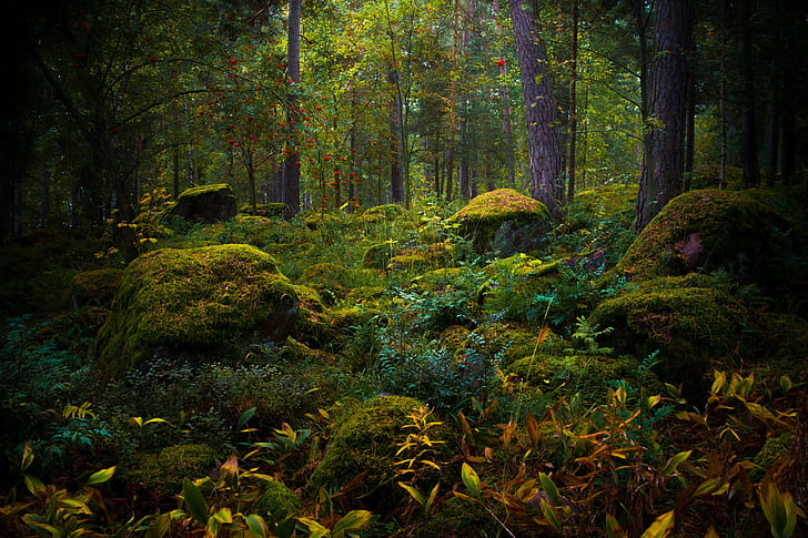 Hutan lumut, Musim gugur, hutan, lumut, Wallpaper HD