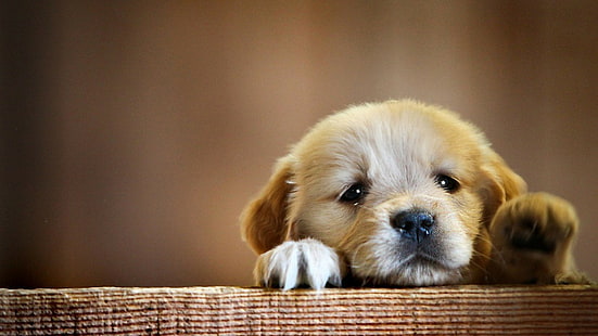 cucciolo beige a pelo corto, animali, cane, cuccioli, Sfondo HD HD wallpaper