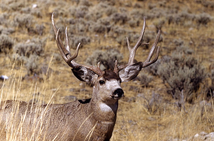 Graceful Deer, white tail deer, mule deer, animals, buck, nature, wildlife, deer, HD wallpaper