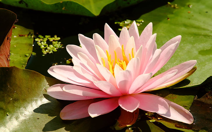 pink lotus flower, water-lily, leaves, water, swamp, herbs, HD wallpaper