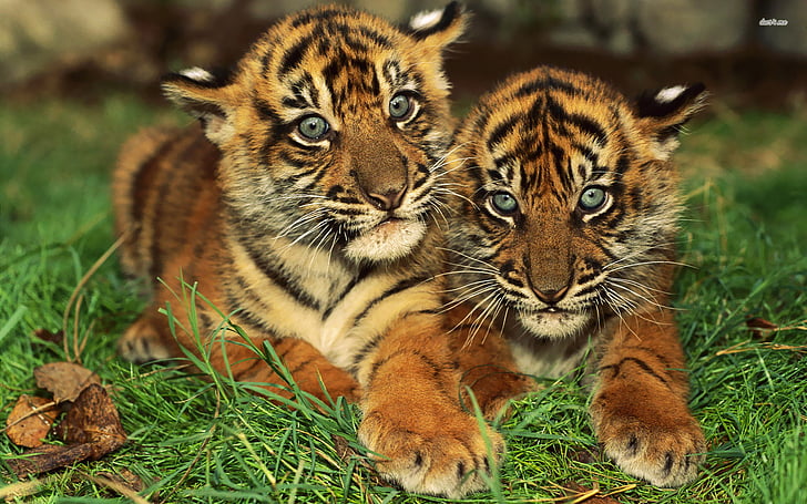 bebé, tigres, Fondo de pantalla HD