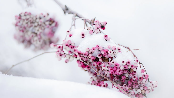 berries, snow, winter, HD wallpaper