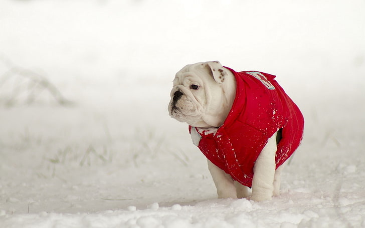 白と黒の英語ブルドッグの子犬、犬、散歩、冬、雪、 HDデスクトップの壁紙