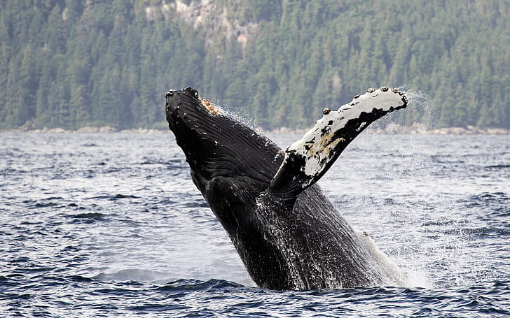 woda, Alaska, wieloryb długoręki, Gorbach, humbak, Cieśnina Chatham, Tapety HD