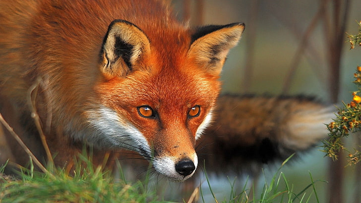 Rotfuchs, Fuchs, Gesicht, Augen, Gras, HD-Hintergrundbild