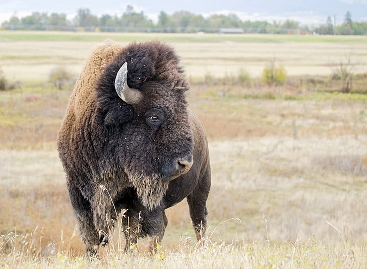 Animal, American Bison, Wildlife, HD wallpaper