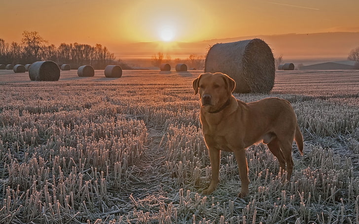 perro, campo, escarcha, rastrojo, puesta de sol, Fondo de pantalla HD
