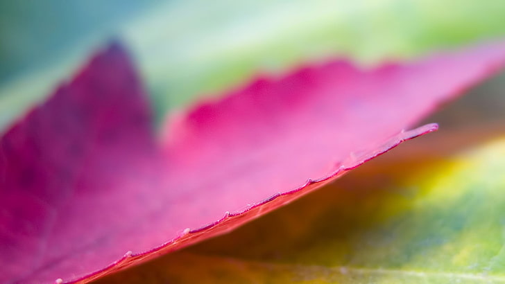 rotes Blatt, Blätter, Ahornblätter, HD-Hintergrundbild