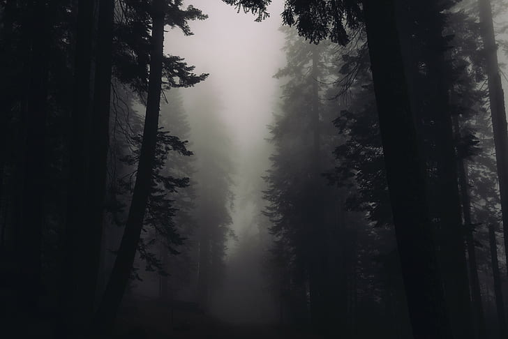 木、自然、森、霧、 HDデスクトップの壁紙