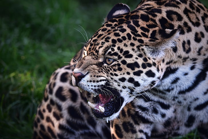 Jaguar canavar, yırtıcı hayvan, vahşi kedi, Jaguar, sırıtış, canavar, HD masaüstü duvar kağıdı