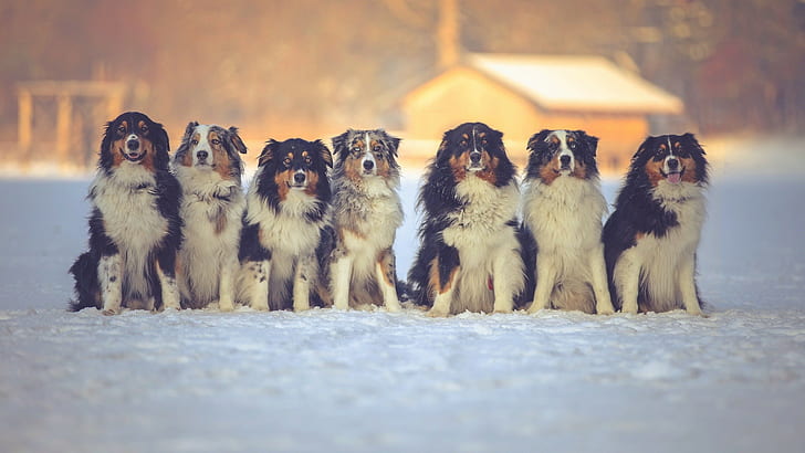 снег, зима, собака, животные, HD обои