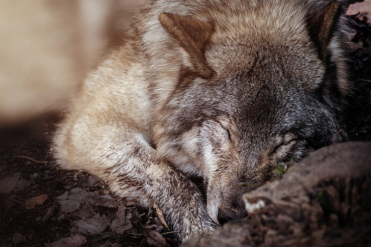 Animal, Wolf, Close-Up, Sleeping, Wildlife, predator (Animal), HD wallpaper