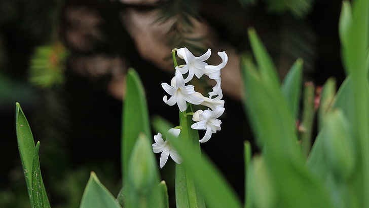 5k uhd, 5k, hyacinth, white hyacinth, white flower, spring, HD wallpaper