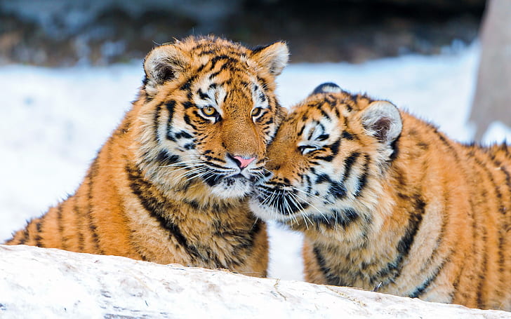 Dois tigres na neve, dois, tigre, neve, HD papel de parede