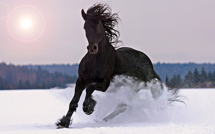 Large Black Horse Galloping In Snow Beautiful Desktop Wallpaper Hd, HD wallpaper