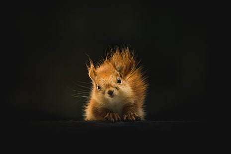 squirreles, animals, hd, 4k, HD wallpaper HD wallpaper