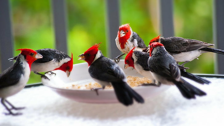 Ptaki, kardynał, zwierzę, ptak, kardynał czerwonogrzywny, Tapety HD