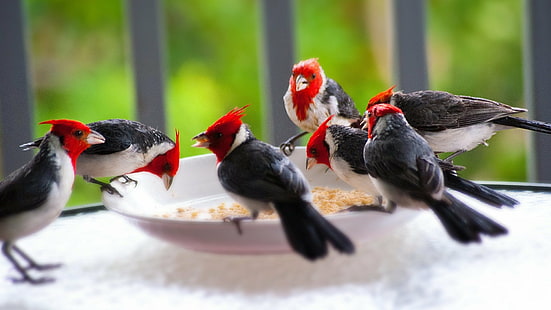 Cardeal, Aves, Animal, Pássaro, Cardeal de crista vermelha, HD papel de parede HD wallpaper