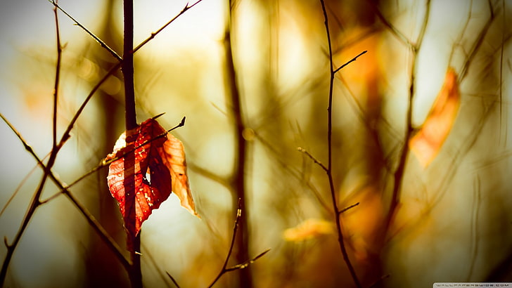 telaraña roja y negra, primer plano, hojas, bokeh, otoño, plantas, Fondo de pantalla HD
