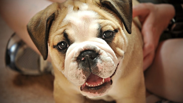 white and brown English bulldog puppy, dog, little, puppy, cute, face, HD wallpaper