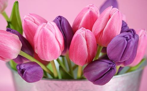 Tulipas cor de rosa e roxas flores, rosa, roxo, tulipa, flor, HD papel de parede HD wallpaper