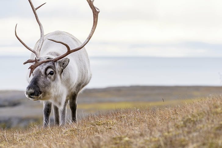 mâle blanc sur le champ d'herbe verte, svalbard, svalbard, Svalbard, herbe verte, champ d'herbe, à cornes, animal, nature, mammifère, faune, herbe, à l'extérieur, cerf, bois, animaux à l'état sauvage, Fond d'écran HD